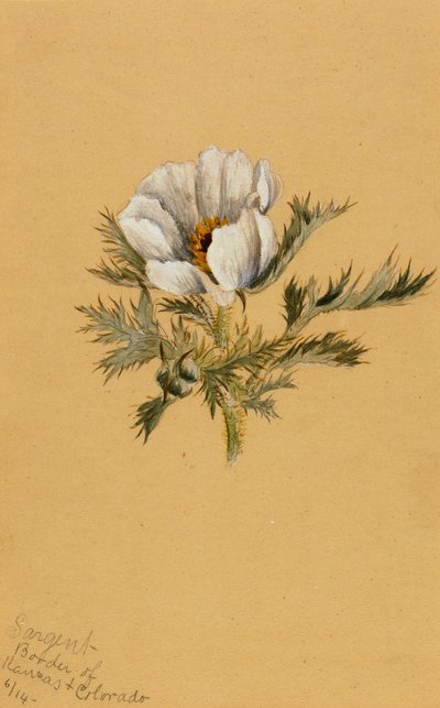 (無題) (花の習作) 作： Mary Vaux Walcott