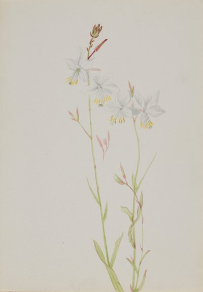 (無題--花の習作) 作： Mary Vaux Walcott