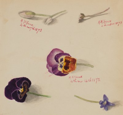 (無題--花の習作) 作： Mary Vaux Walcott