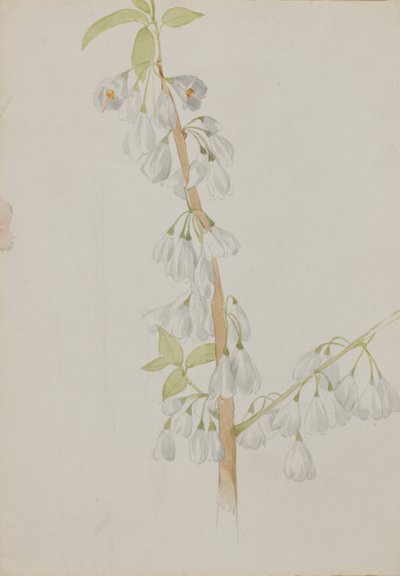(無題--花の習作) 作： Mary Vaux Walcott
