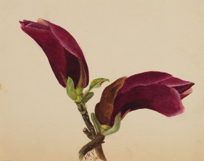(無題--花の習作) 作： Mary Vaux Walcott