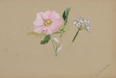 (無題--花の習作) 作： Mary Vaux Walcott