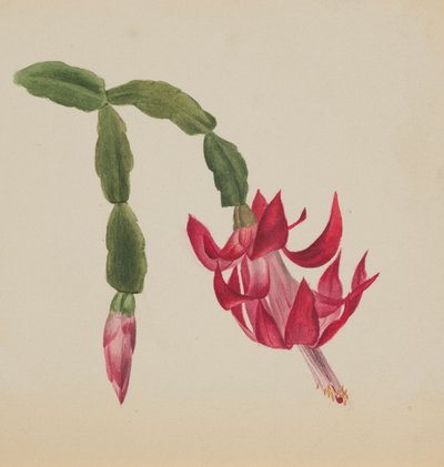 (無題--花の習作) 作： Mary Vaux Walcott