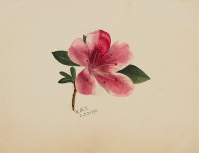 (無題--花の習作) 作： Mary Vaux Walcott