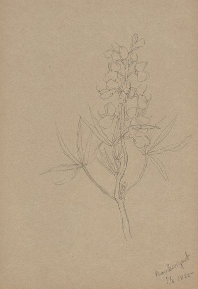 (無題--花の習作) 作： Mary Vaux Walcott
