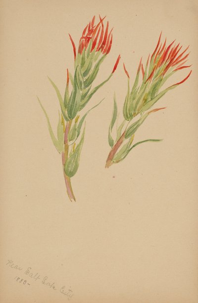 (無題--植物習作） 作： Mary Vaux Walcott