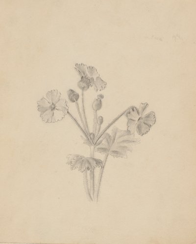 (無題--植物習作） 作： Mary Vaux Walcott