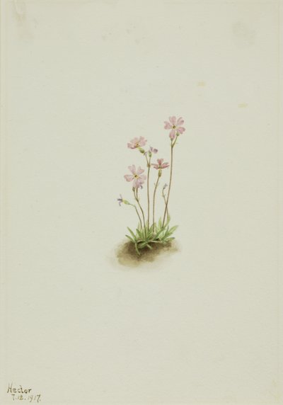 アルバータ・プリムローズ Primula maccalliana, 1917. 作： Mary Vaux Walcott