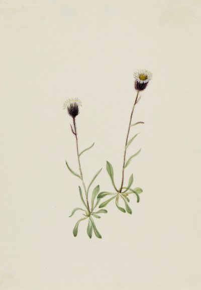 Aleutian Fleabane Erigeron unalaschensis, n.d. 作： Mary Vaux Walcott