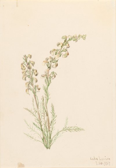 アルパイン・ファーンライフ（Pedicularis contorta） 作： Mary Vaux Walcott