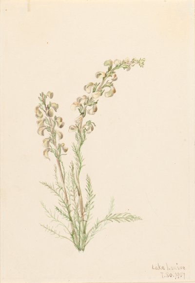 Alpine Fernlife Pedicularis contorta, 1907. 作： Mary Vaux Walcott
