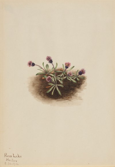 Alpine Fleabane Erigeron unalaschcensis, 1916. 作： Mary Vaux Walcott