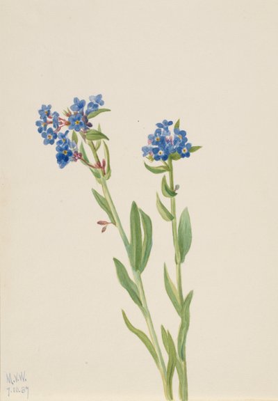 アルパイン・フォーゲット・ミー・ノット Myosotis alpestris, 1937. 作： Mary Vaux Walcott