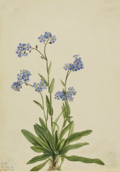 アルパイン・フォーゲットミーノット Myosotis alpestris, 1924. 作： Mary Vaux Walcott