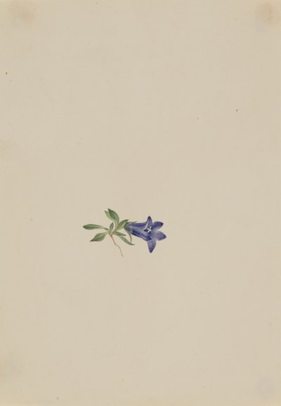 アルパインハレベル Campanula lasiocarpa, n.d. 作： Mary Vaux Walcott