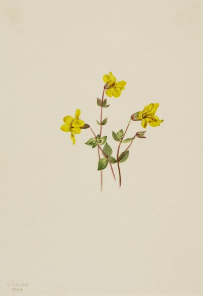 アルパインモンキーフラワー Mimulus caespitosus, 1904. 作： Mary Vaux Walcott