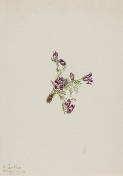 Alpine Pointvetch Oxytropis podocarpa、1916 年。 作： Mary Vaux Walcott