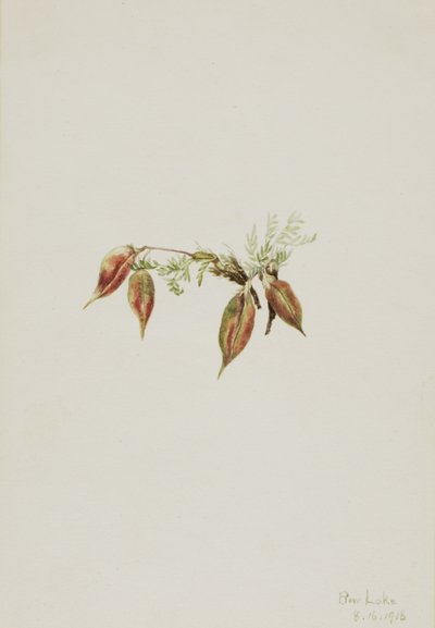 Alpine Pointvetch Oxytropis podocarpa, 1918. 作： Mary Vaux Walcott