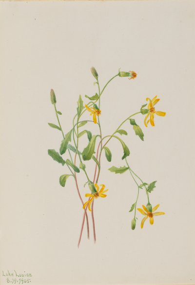 Alpine Ragwort Senecio species, 1905. 作： Mary Vaux Walcott