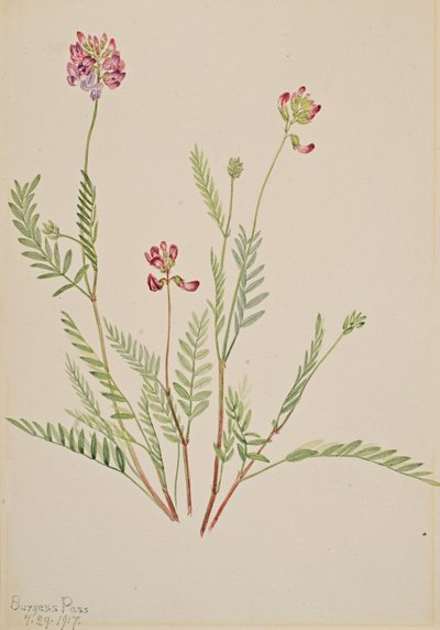 アルパインベッチ Astragalus bourgovii, 1917. 作： Mary Vaux Walcott