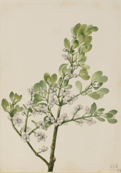 アメリカヤドリギ（Phoradendron flavescens） 作： Mary Vaux Walcott