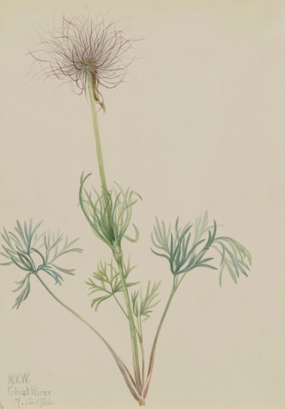 アメリカのパスクフラワー Pulsatilla ludoviciana, 1920. 作： Mary Vaux Walcott