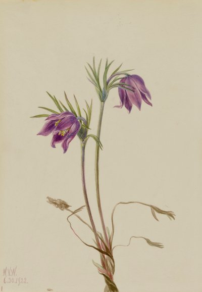 アメリカのパスクフラワー Pulsatilla ludoviciana, 1922. 作： Mary Vaux Walcott
