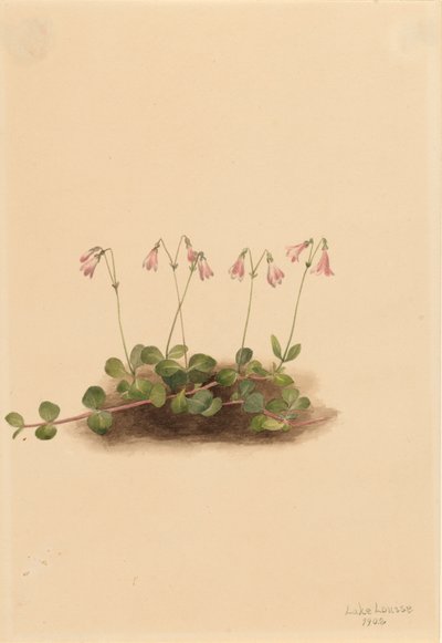 American Twinflower Linnaea borealis americana, 1902. 作： Mary Vaux Walcott