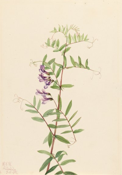 アメリカン・ベッチVicia americana, 1922. 作： Mary Vaux Walcott