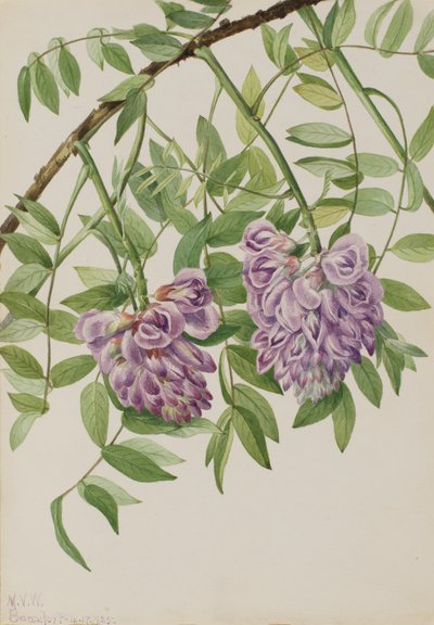 アメリカのウィステリア Kraunhia frutescens, 1925. 作： Mary Vaux Walcott