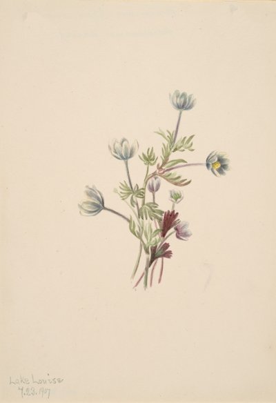 Anemone drummondii, 1907. 作： Mary Vaux Walcott