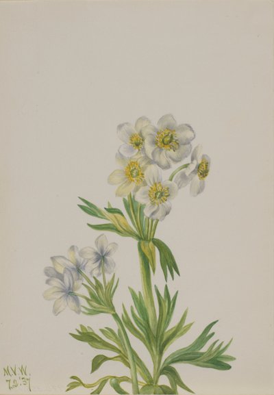 アネモネ Anemone zephyra, 1937. 作： Mary Vaux Walcott