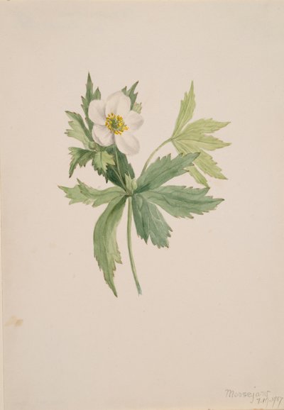 アネモネ・カナデンシス、1907年。 作： Mary Vaux Walcott