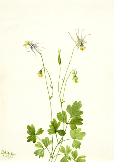 Aquilegia ecalcarata, 1935. 作： Mary Vaux Walcott