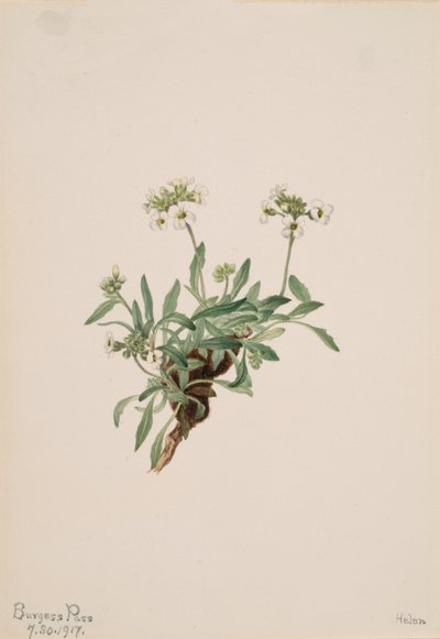 ドラモンド・アラブ、1917年。 作： Mary Vaux Walcott