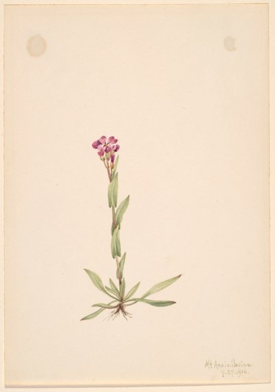 Arabis lyallii, 1916. 作： Mary Vaux Walcott