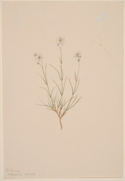 台湾砂岩、1904 年。 作： Mary Vaux Walcott