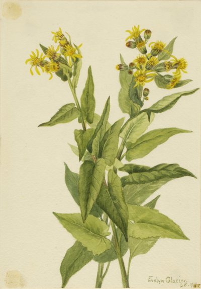 Arrowleaf Groundsel Senecia triangularis, 1916. 作： Mary Vaux Walcott