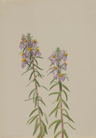 Aster Aster hirariifolius, 1923. 作： Mary Vaux Walcott
