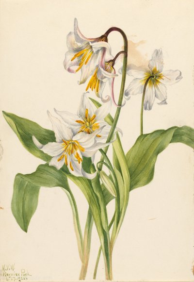 アバランチェ・リリー（Erythronium montanum） 作： Mary Vaux Walcott