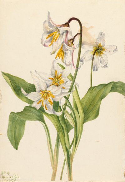 雪崩ユリ Erythronium montanum、1925 年。 作： Mary Vaux Walcott