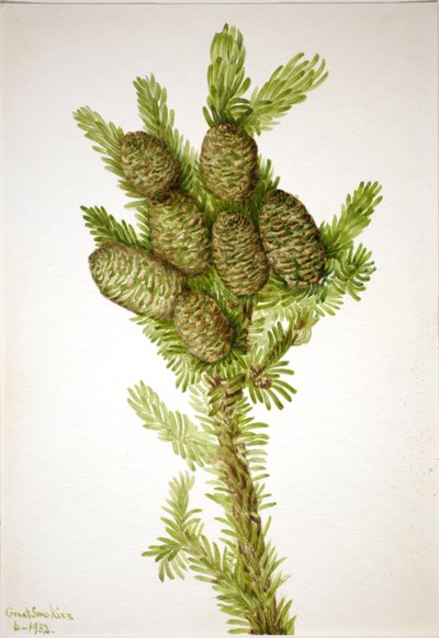 Balsam Fir Albies fraseri, 1932. 作： Mary Vaux Walcott