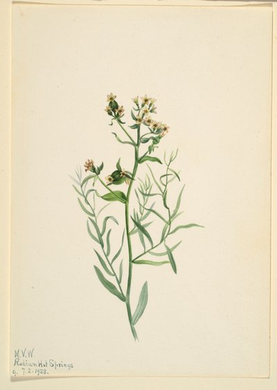クマツヅラ（Comandra pallida） 作： Mary Vaux Walcott