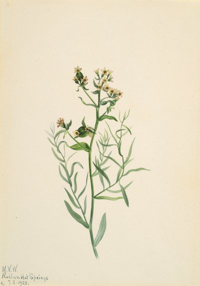 Bastard Toadflax Comandra pallida, 1923. 作： Mary Vaux Walcott