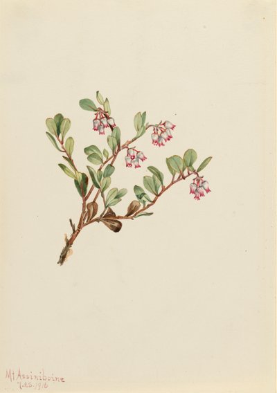 クマノミ Arctostaphylos uva-ursi, 1916. 作： Mary Vaux Walcott