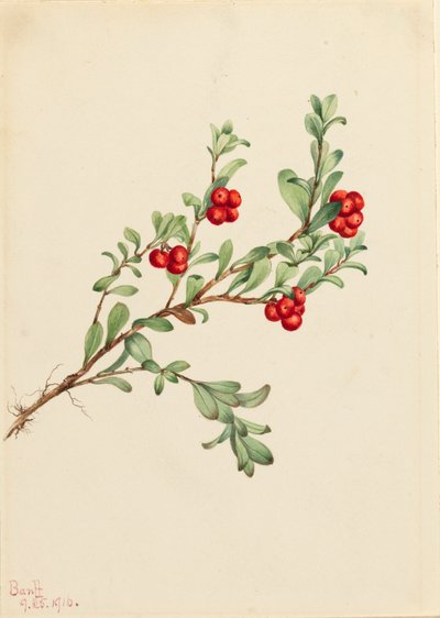 Bearberry Arctostaphylos uva-ursi、1916年。 作： Mary Vaux Walcott