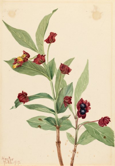 ベアベリー・スイカズラ（Lonicera involucrata） 作： メアリーヴォーウォルコット
