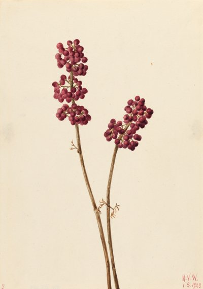 ビューティーベリー Callicarpa americana, 1923. 作： Mary Vaux Walcott