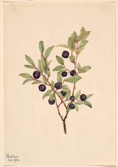ビッグ・ホワートルベリー（Vaccinium membranaceum） 作： Mary Vaux Walcott