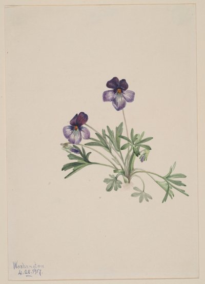 バーズフットバイオレット（Viola pedata） 作： Mary Vaux Walcott